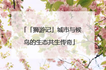 「狮游记」城市与候鸟的生态共生传奇
