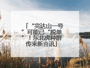 “完达山一号”可能已“脱单”！东北虎种群传来新喜讯