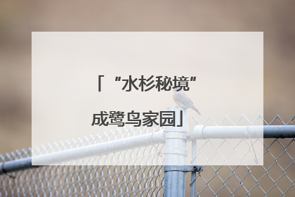 “水杉秘境”成鹭鸟家园