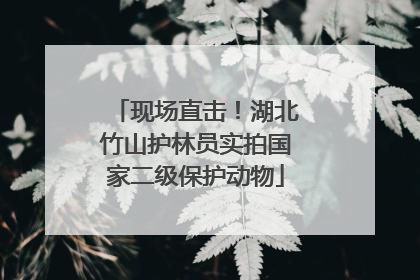 现场直击！湖北竹山护林员实拍国家二级保护动物
