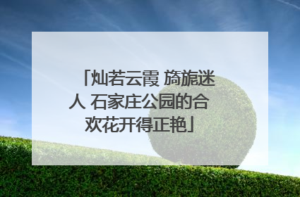 灿若云霞 旖旎迷人 石家庄公园的合欢花开得正艳