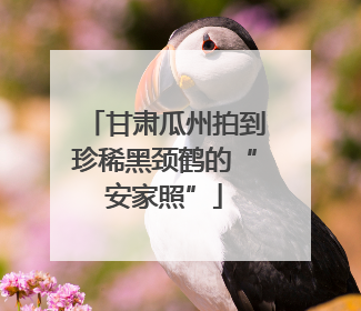 甘肃瓜州拍到珍稀黑颈鹤的“安家照”