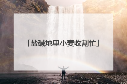 盐碱地里小麦收割忙