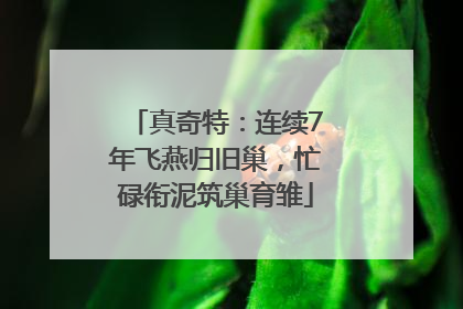 真奇特：连续7年飞燕归旧巢，忙碌衔泥筑巢育雏