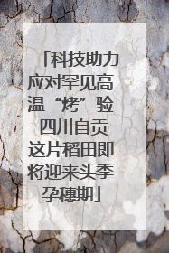 科技助力应对罕见高温“烤”验 四川自贡这片稻田即将迎来头季孕穗期
