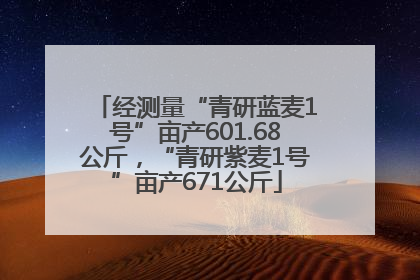 经测量“青研蓝麦1号”亩产601.68公斤，“青研紫麦1号”亩产671公斤