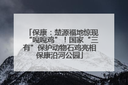 保康：楚源福地惊现“嘎嘎鸡”！国家“三有”保护动物石鸡亮相保康沿河公园