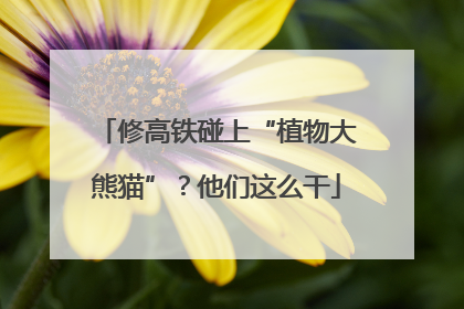 修高铁碰上“植物大熊猫”？他们这么干