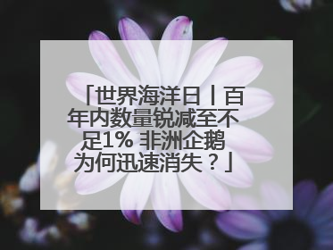 世界海洋日丨百年内数量锐减至不足1% 非洲企鹅为何迅速消失？