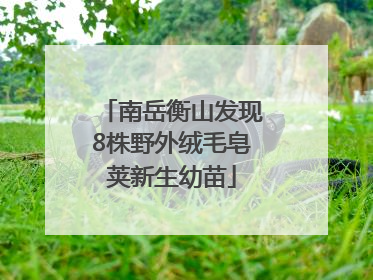 南岳衡山发现8株野外绒毛皂荚新生幼苗