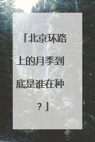 北京环路上的月季到底是谁在种？