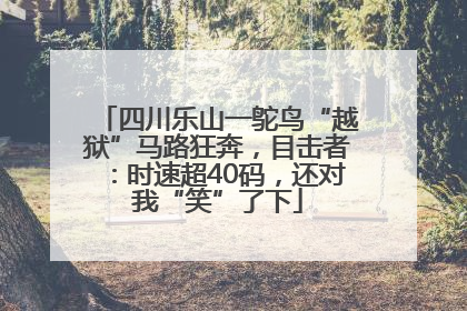 四川乐山一鸵鸟“越狱”马路狂奔，目击者：时速超40码，还对我“笑”了下