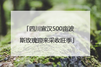 四川宣汉500亩波斯玫瑰迎来采收旺季