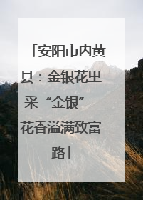 安阳市内黄县：金银花里采“金银” 花香溢满致富路