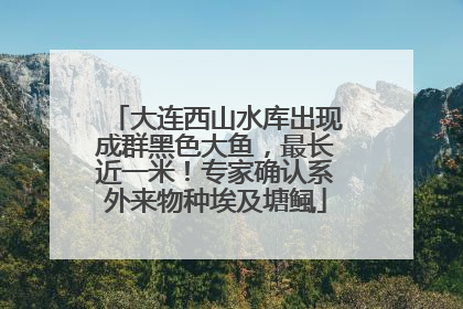 大连西山水库出现成群黑色大鱼，最长近一米！专家确认系外来物种埃及塘鲺