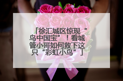 徐汇城区惊现“鸟中国宝”！看城管小哥如何救下这只“彩虹小鸟”