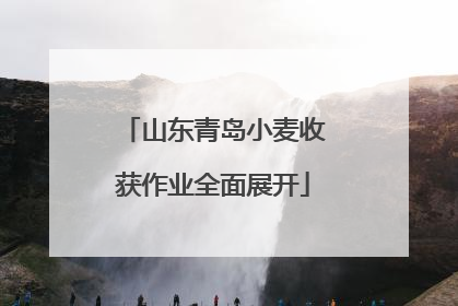 山东青岛小麦收获作业全面展开