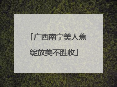 广西南宁美人蕉绽放美不胜收