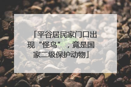 平谷居民家门口出现“怪鸟”，竟是国家二级保护动物