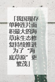 我国现存单种连片面积最大的海草床生态修复持续推进 为了“海底草原”更繁茂