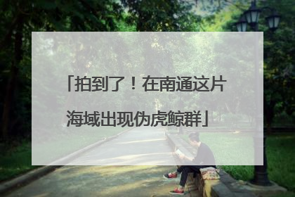 拍到了！在南通这片海域出现伪虎鲸群