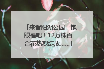 来晋阳湖公园一饱眼福吧！12万株百合花热烈绽放……