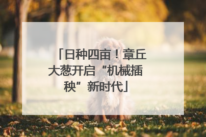 日种四亩！章丘大葱开启“机械插秧”新时代