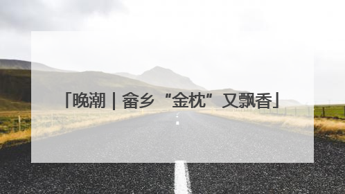 晚潮｜畲乡“金枕”又飘香