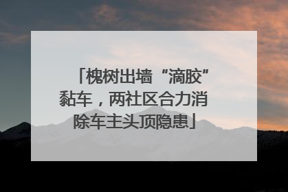 槐树出墙“滴胶”黏车，两社区合力消除车主头顶隐患