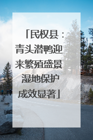 民权县：青头潜鸭迎来繁殖盛景 湿地保护成效显著
