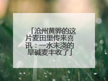 沧州黄骅的这片麦田里传来喜讯：一水未浇的旱碱麦丰收了