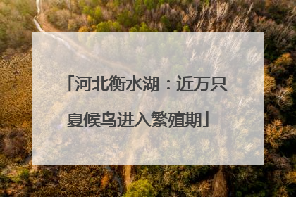 河北衡水湖：近万只夏候鸟进入繁殖期