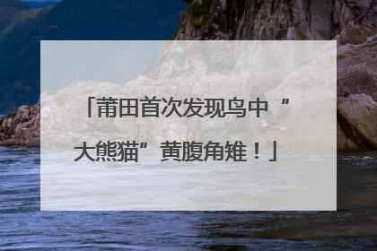 莆田首次发现鸟中“大熊猫”黄腹角雉！