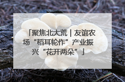 聚焦北大荒｜友谊农场“稻耳轮作”产业振兴“花开两朵”