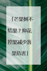 芒果树不结果？抑花控果减少落果危害