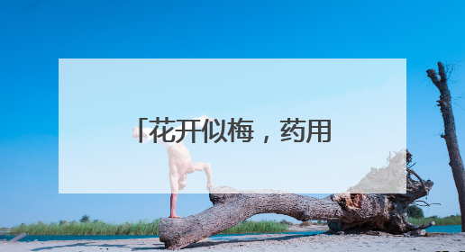 花开似梅，药用堪珍——走进榆叶梅的诗意世界
