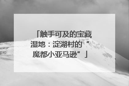 触手可及的宝藏湿地：淀湖村的“魔都小亚马逊”