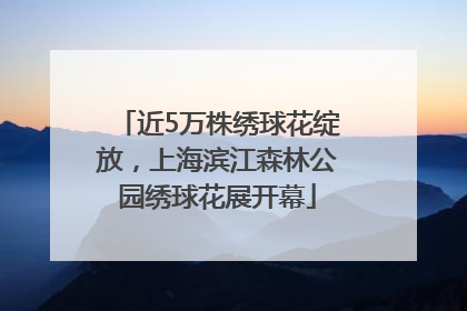 近5万株绣球花绽放，上海滨江森林公园绣球花展开幕