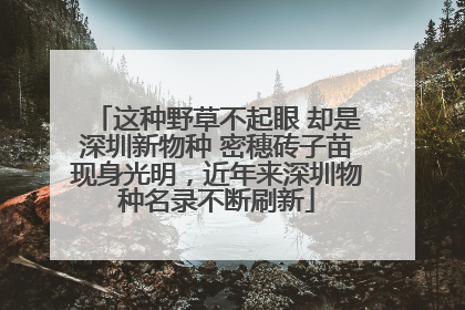 这种野草不起眼 却是深圳新物种 密穗砖子苗现身光明，近年来深圳物种名录不断刷新
