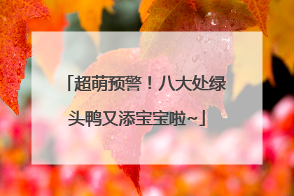 超萌预警！八大处绿头鸭又添宝宝啦~
