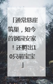 通常悬崖筑巢，如今首钢园安家！还孵出10只萌宝宝