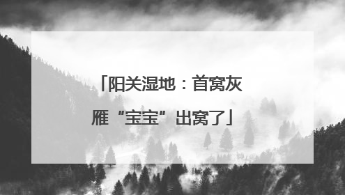 阳关湿地：首窝灰雁“宝宝”出窝了