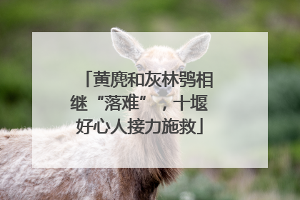 黄麂和灰林鸮相继“落难”，十堰好心人接力施救